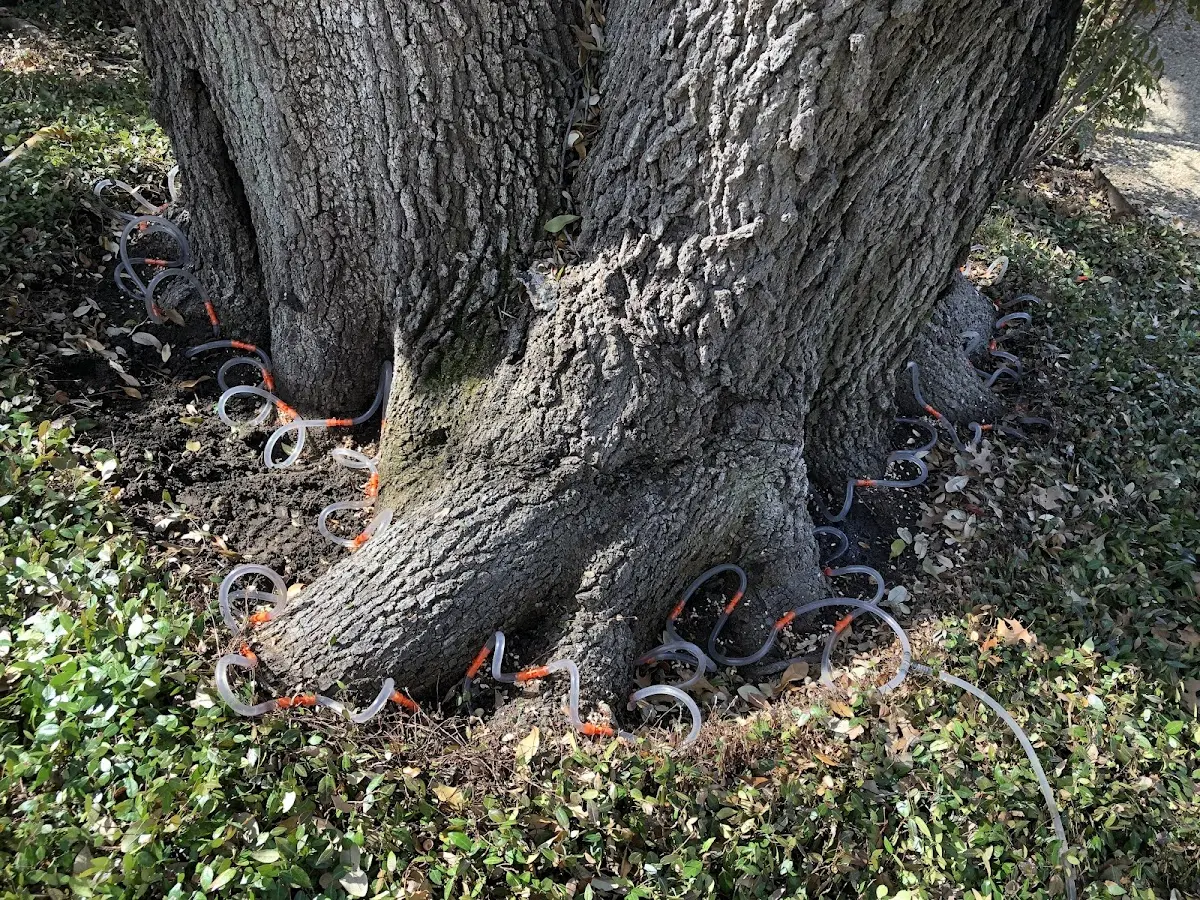 Detailed Tree Cabling and Bracing job site in Dunlap
