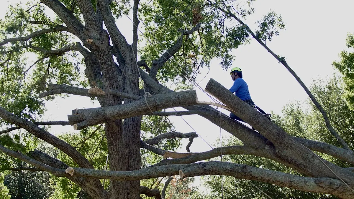 Professional Crown Thinning performed by certified arborists in Dunlap