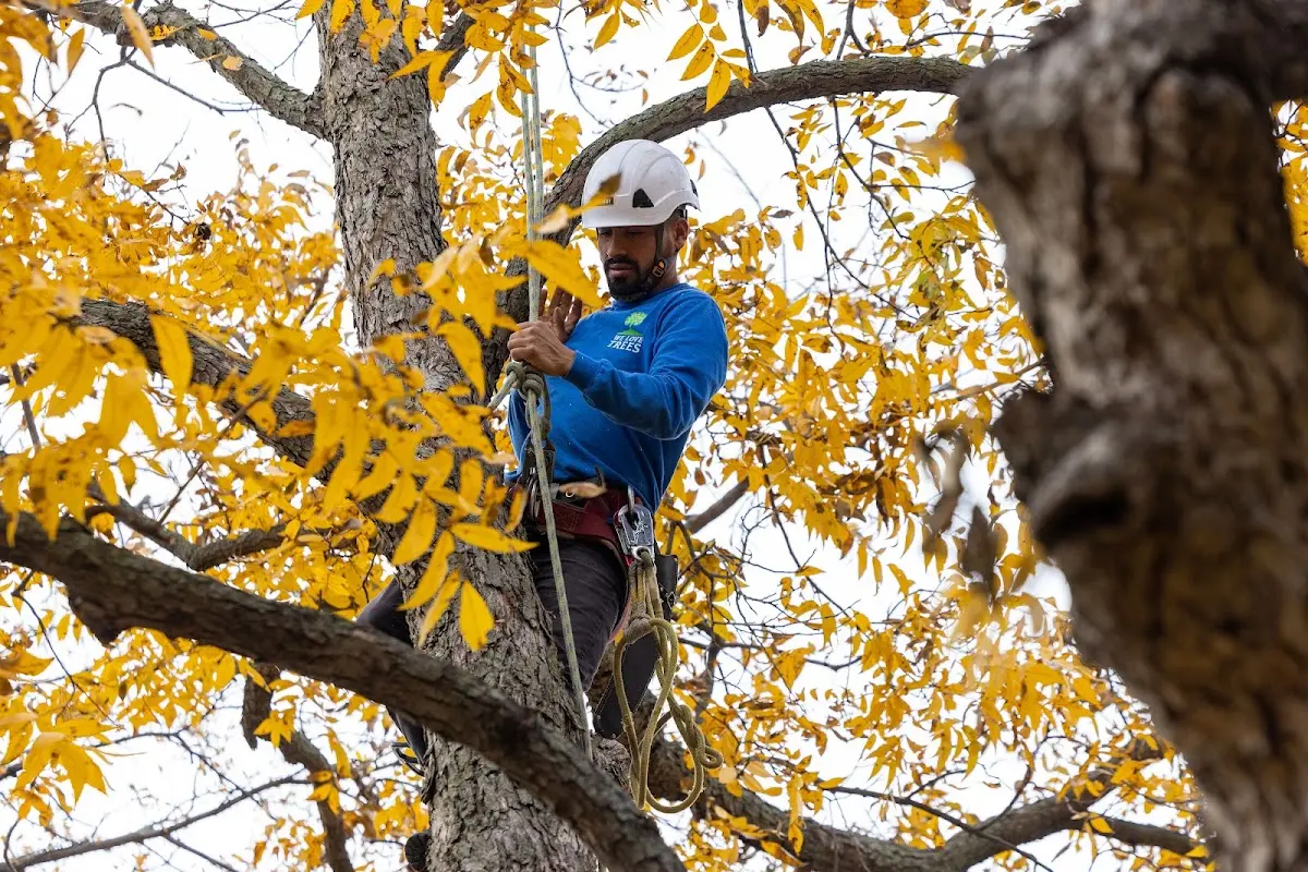 Skilled Emergency Tree Service crew working in Dunlap